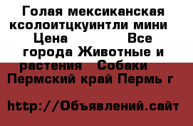 Голая мексиканская ксолоитцкуинтли мини › Цена ­ 20 000 - Все города Животные и растения » Собаки   . Пермский край,Пермь г.